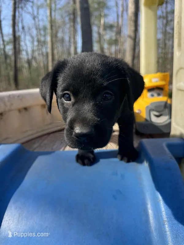 Tango – Labrador Retriever puppy for sale in Evensville, TN
