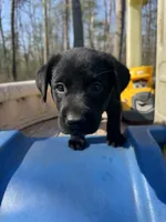 Tango, a male Labrador Retriever for sale in Evensville, TN – Photo 1 of 7