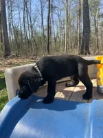 Tango, a male Labrador Retriever for sale in Evensville, TN – Photo 7 of 7