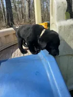 Tango, a male Labrador Retriever for sale in Evensville, TN – Photo 6 of 7