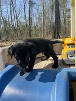 Tango, a male Labrador Retriever for sale in Evensville, TN – Photo 4 of 7