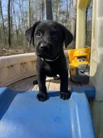 Tango, a male Labrador Retriever for sale in Evensville, TN – Photo 2 of 7