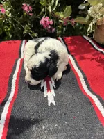 Citation, a female Poodle - Miniature  for sale in Evensville, TN – 2 of 7
