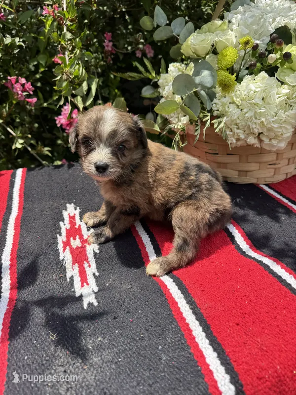 Zebra Cake – Miniature Aussiedoodle puppy for sale in Evensville, TN