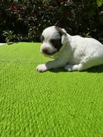 Birdie, a female Schnoodle for sale in Evensville, TN – 4 of 9