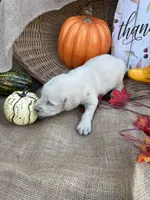 Portlyn, a male Labradoodle for sale in Evensville, TN – 5 of 8