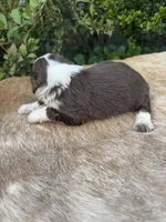 Brody, a male Miniature Aussiedoodle for sale in Evensville, TN – 6 of 7