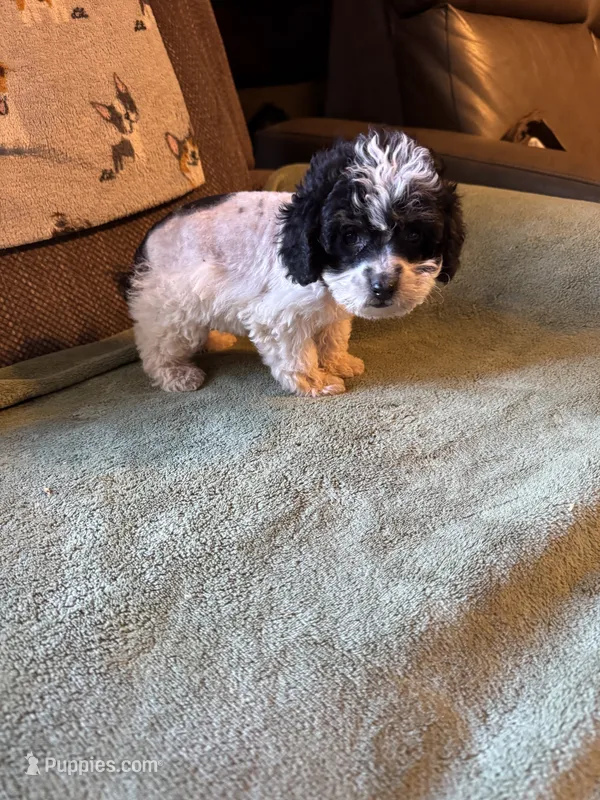 Nilsa – Schnoodle, Poodle - Miniature  puppy for sale in Evensville, TN