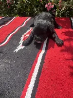 Richie, a male Schnoodle for sale in Evensville, TN – 3 of 9