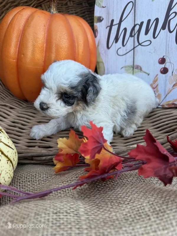 Noble – Schnoodle, Poodle - Miniature  puppy for sale in Evensville, TN