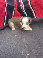 Cranberry, a female Miniature Australian Shepherd for sale in Evensville, TN – 2 of 6