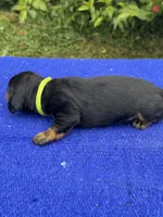 Charlie, a male Miniature Dachshund for sale in Evensville, TN – 2 of 10