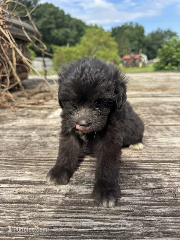 Nutty Buddy – Miniature Aussiedoodle puppy for sale in Evensville, TN