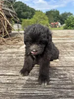 Nutty Buddy, a male Miniature Aussiedoodle for sale in Evensville, TN – 1 of 7