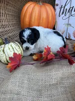Nilsa, a female Schnoodle and Poodle - Miniature  for sale in Evensville, TN – 3 of 7