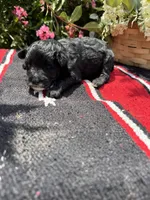 Richie, a male Schnoodle for sale in Evensville, TN – 4 of 9