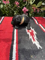 Conrade, a male Schnoodle for sale in Evensville, TN – 6 of 7