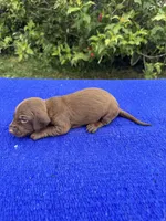 Teddy, a male Miniature Dachshund for sale in Evensville, TN – 5 of 9