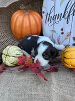 Nessie, a female English Springer Spaniel for sale in Evensville, TN – 4 of 9