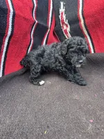 River, a male Miniature Schnauzer and Poodle - Miniature  for sale in Evensville, TN – 10 of 10