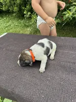 Knox, a female Australian Cattle Dog for sale in Evensville, TN – 4 of 10