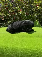 Blackbird, a male Giant Schnauzer for sale in Evensville, TN – 8 of 8