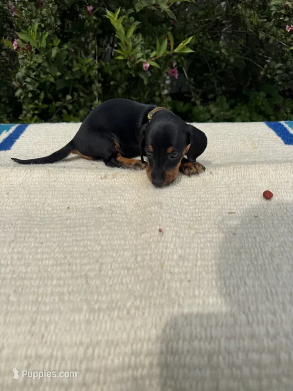 Charlie – Miniature Dachshund puppy for sale in Evensville, TN