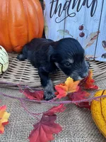 Ozora, a female Miniature Schnauzer and Schnoodle for sale in Evensville, TN – 7 of 7