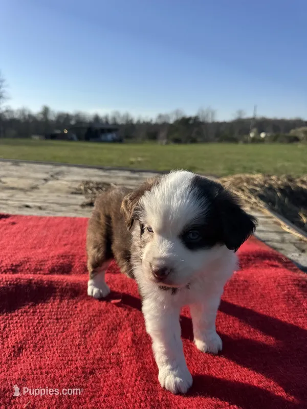 Maitie, a female Miniature Australian Shepherd for sale in Evensville, TN – Photo 1 of 10