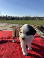 Maitie, a female Miniature Australian Shepherd for sale in Evensville, TN – Photo 1 of 10