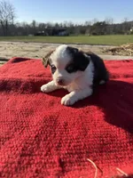 Maitie, a female Miniature Australian Shepherd for sale in Evensville, TN – Photo 9 of 10