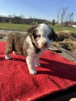 Maitie, a female Miniature Australian Shepherd for sale in Evensville, TN – Photo 5 of 10