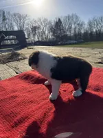 Maitie, a female Miniature Australian Shepherd for sale in Evensville, TN – Photo 7 of 10
