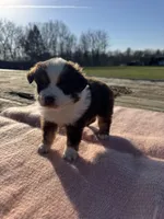 Maizie, a female Miniature Australian Shepherd for sale in Evensville, TN – Photo 4 of 8