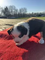 Maitie, a female Miniature Australian Shepherd for sale in Evensville, TN – Photo 3 of 10