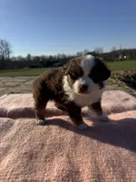 Maizie, a female Miniature Australian Shepherd for sale in Evensville, TN – Photo 5 of 8