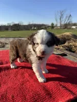 Maitie, a female Miniature Australian Shepherd for sale in Evensville, TN – Photo 8 of 10