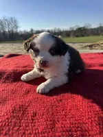Maitie, a female Miniature Australian Shepherd for sale in Evensville, TN – Photo 2 of 10