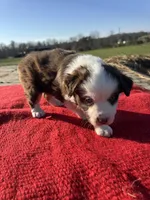 Maitie, a female Miniature Australian Shepherd for sale in Evensville, TN – Photo 6 of 10