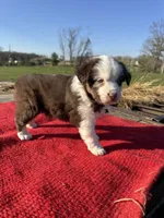 Maitie, a female Miniature Australian Shepherd for sale in Evensville, TN – Photo 10 of 10