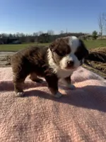 Maizie, a female Miniature Australian Shepherd for sale in Evensville, TN – Photo 7 of 8