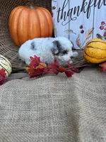 Noble, a male Schnoodle and Poodle - Miniature  for sale in Evensville, TN – 7 of 7