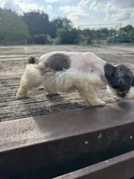 Precision, a female Schnoodle for sale in Evensville, TN – 5 of 7