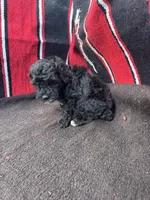 River, a male Miniature Schnauzer and Poodle - Miniature  for sale in Evensville, TN – 8 of 10