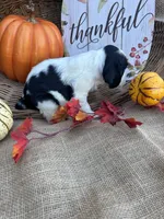 Oaklynd, a male English Springer Spaniel for sale in Evensville, TN – 6 of 6