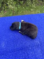 Swiss Roll, a female Miniature Aussiedoodle for sale in Evensville, TN – 5 of 10
