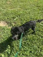Zane, a male Sheepadoodle for sale in Evensville, TN – 3 of 3