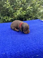Sadie, a female Miniature Dachshund for sale in Evensville, TN – 3 of 10