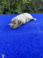Honey Bun, a female Miniature Aussiedoodle for sale in Evensville, TN – 6 of 8