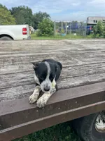 Harley, a female Australian Cattle Dog for sale in Evensville, TN – 3 of 9
